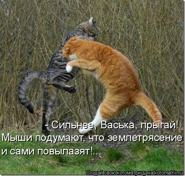 Мыши подумают, что землетрясение и сами повылазят!... - Сильнее, Васька, прыгай!... Котоматрица: Мыши подумают, что землетрясение и сами повылазят!... - Сильнее, Васька, прыгай!