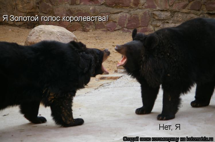Котоматрица: Я Золотой голос королевства! Нет, Я