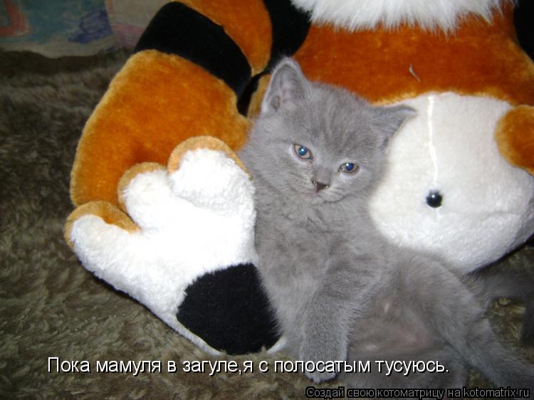 Котоматрица: Пока мамуля в загуле,я с полосатым тусуюсь.