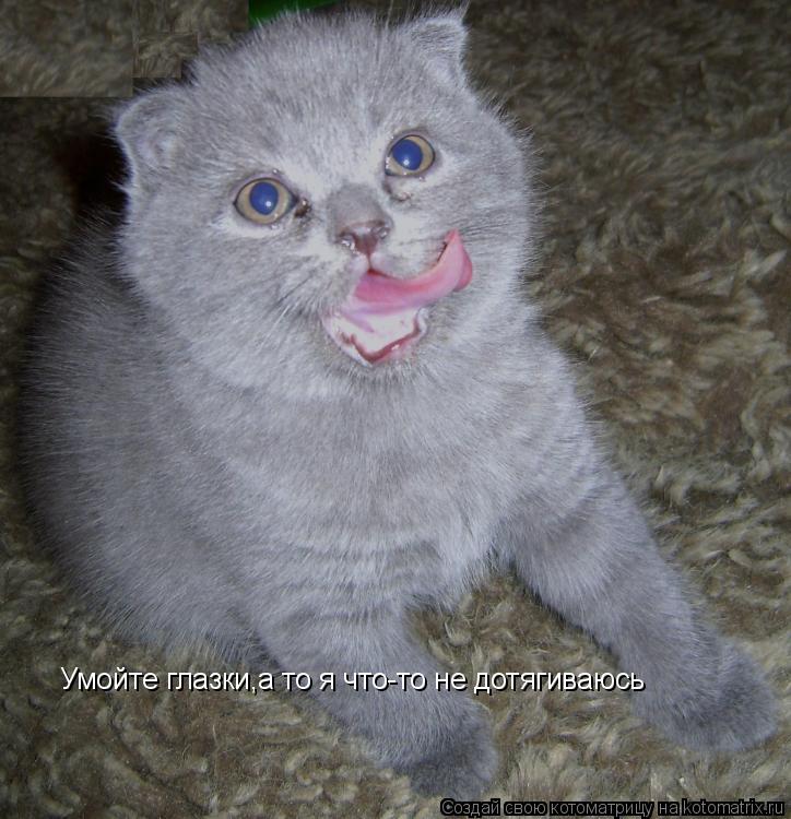 Котоматрица: Умойте глазки,а то я что-то не дотягиваюсь