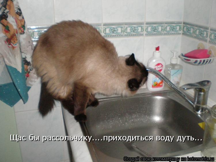 Котоматрица: Щас бы рассольчику....приходиться воду дуть...