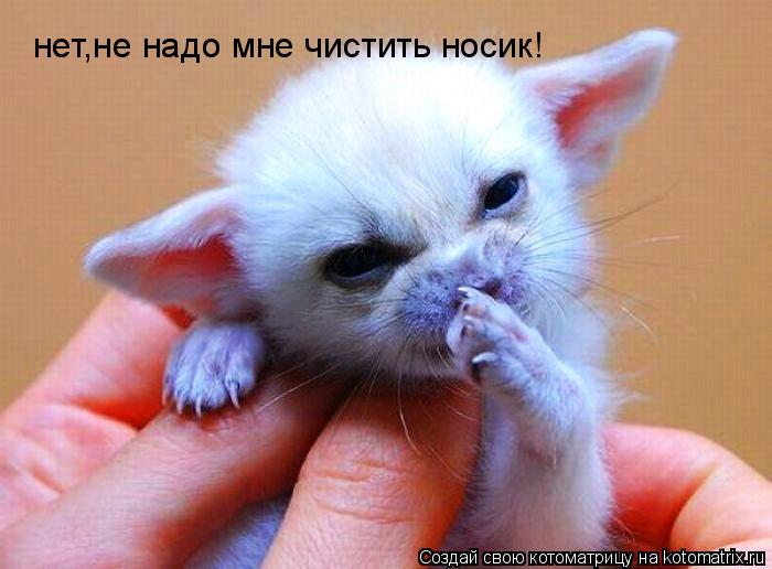 Котоматрица: нет,не надо мне чистить носик!