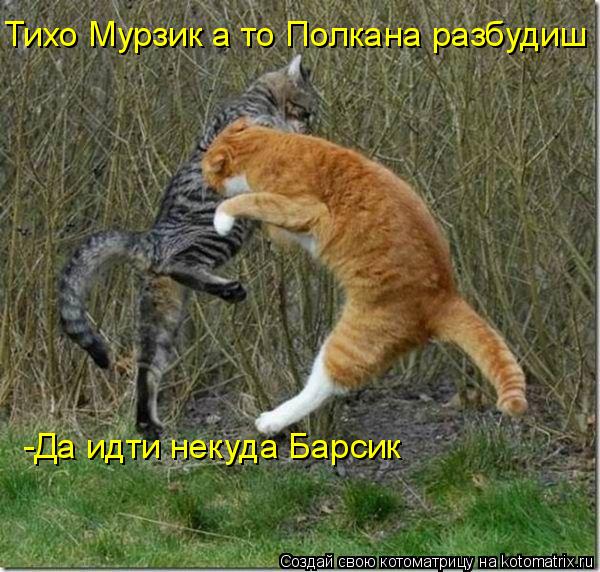 Котоматрица: Тихо Мурзик а то Полкана разбудиш -Да идти некуда Барсик