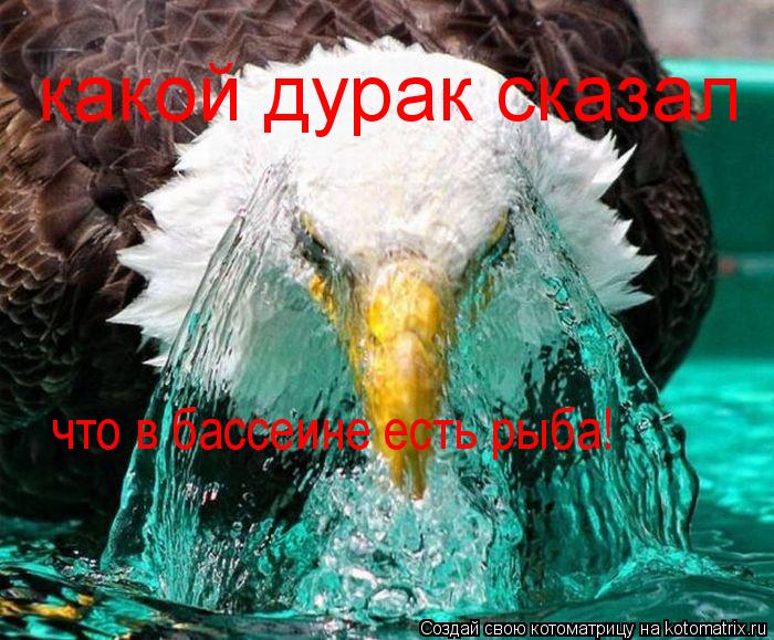 Котоматрица: какой дурак сказал что в бассеине есть рыба!