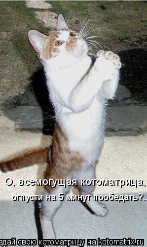 Котоматрица: О, всемогущая котоматрица,  отпусти на 5 минут пообедать?..