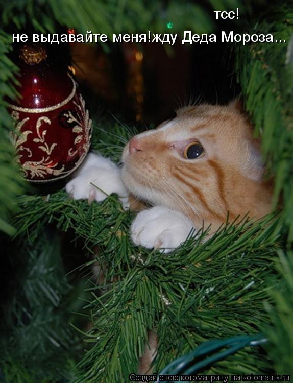 Котоматрица: тсс! не выдавайте меня!жду Деда Мороза...
