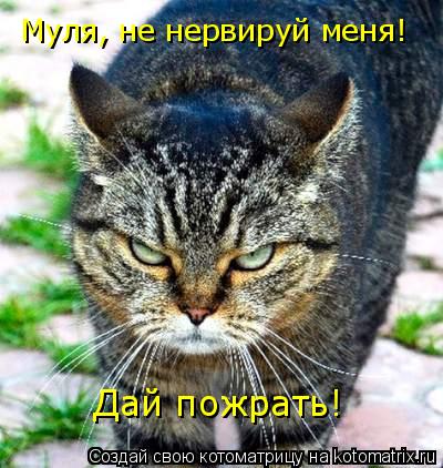Муля, не нервируй меня! Дай пожрать!... Котоматрица: Муля, не нервируй меня! Дай пожрать!