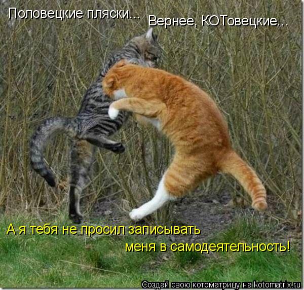 Половецкие пляски... Вернее, КОТовецкие... А я тебя не просил записывать меня в самодеятельность!... Котоматрица: Половецкие пляски... Вернее, КОТовецкие... А я тебя не просил записывать меня в самодеятельность!