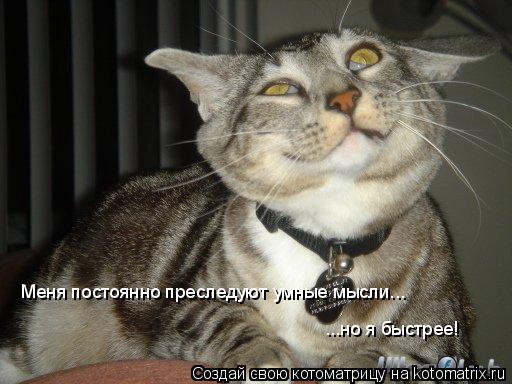Меня постоянно преследуют умные мысли... ...но я быстрее!... Котоматрица: Меня постоянно преследуют умные мысли... ...но я быстрее!