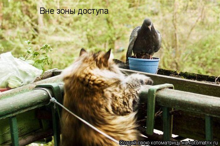 Котоматрица: Вне зоны доступа