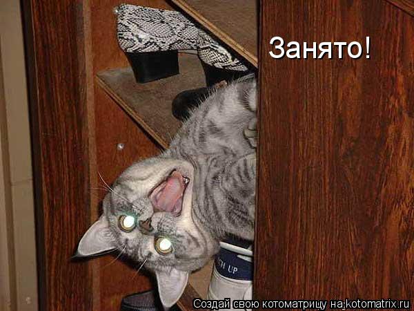 Котоматрица: Занято!