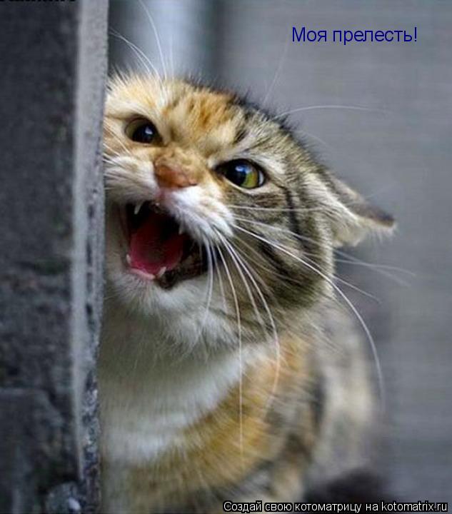 Котоматрица: Моя прелесть!