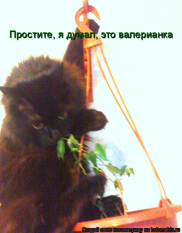 Котоматрица: Простите, я думал, это валерианка