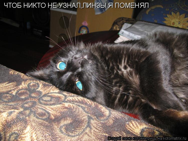 ЧТОБ НИКТО НЕ УЗНАЛ,ЛИНЗЫ Я ПОМЕНЯЛ... Котоматрица: ЧТОБ НИКТО НЕ УЗНАЛ,ЛИНЗЫ Я ПОМЕНЯЛ