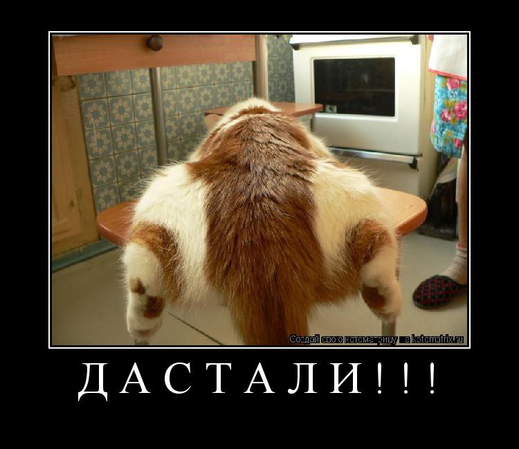Котоматрица: дастали!!! 