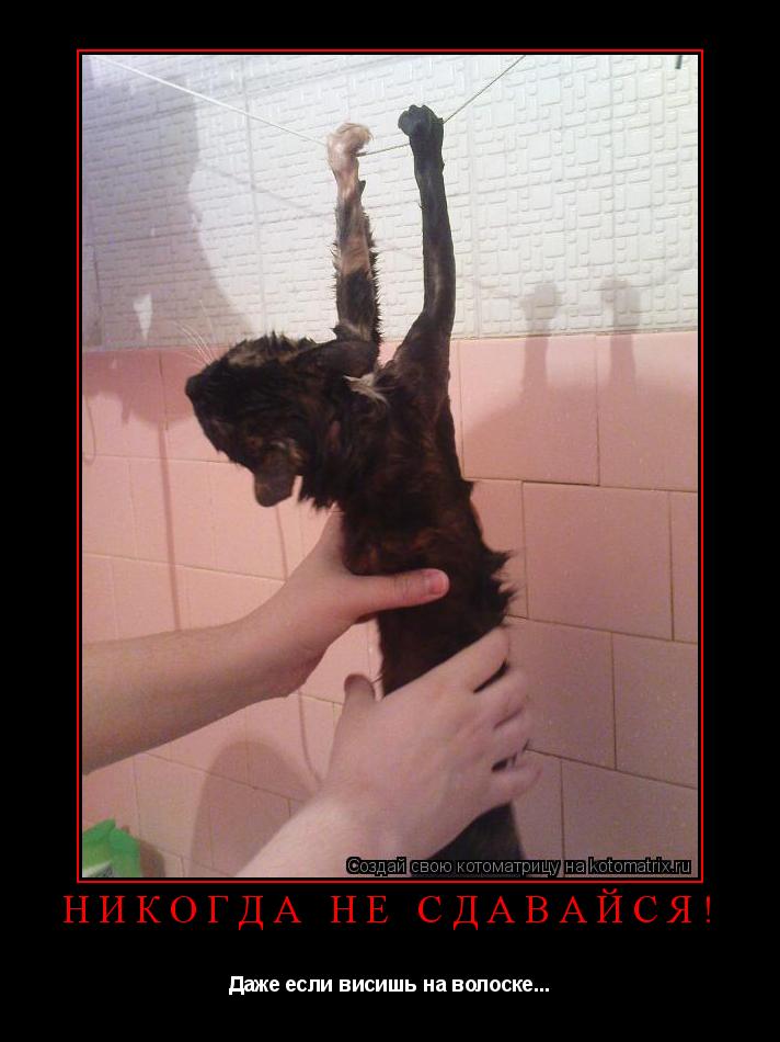 Котоматрица: НИКОГДА НЕ СДАВАЙСЯ! Даже если висишь на волоске...