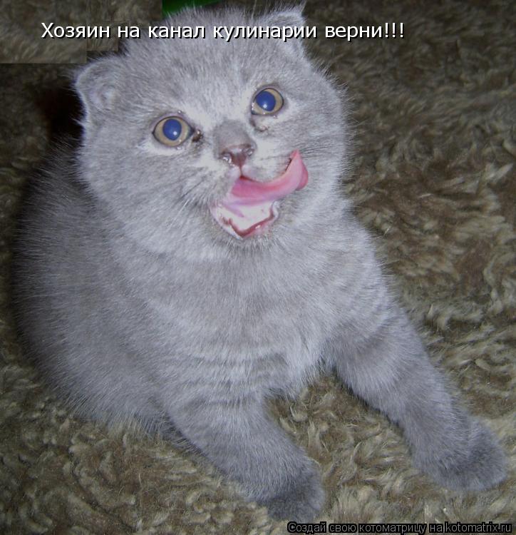 Хозяин на канал кулинарии верни!!!... Котоматрица: Хозяин на канал кулинарии верни!!!