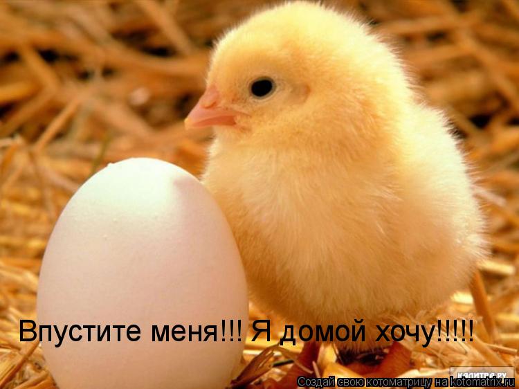 Впустите меня!!! Я домой хочу!!!!!... Котоматрица: Впустите меня!!! Я домой хочу!!!!!