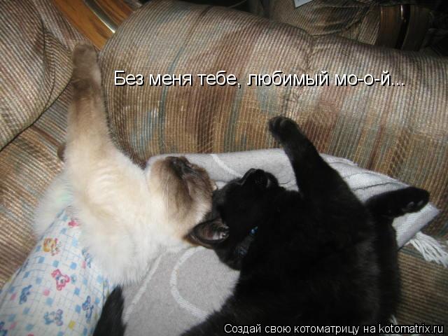 Котоматрица: Без меня тебе, любимый мо-о-й...