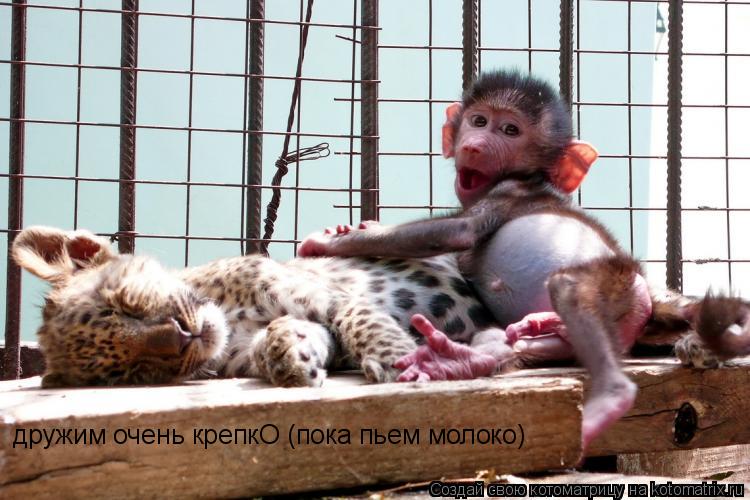 Котоматрица: дружим очень крепкО (пока пьем молоко)