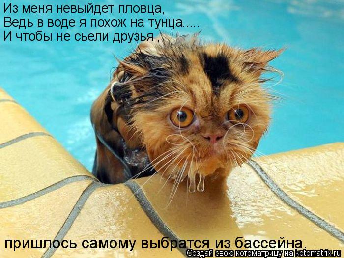 Котоматрица: Из меня невыйдет пловца, Ведь в воде я похож на тунца..... И чтобы не сьели друзья , пришлось самому выбратся из бассейна.