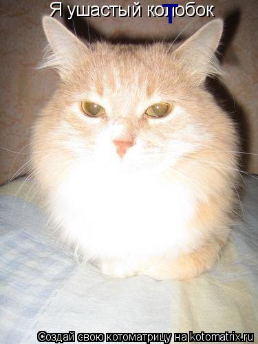 Котоматрица: Я ушастый колобок т