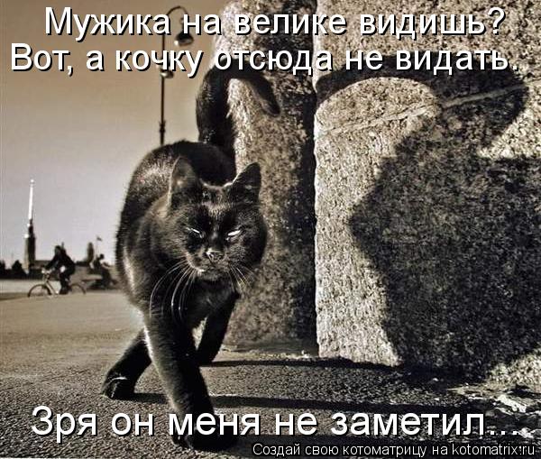 Котоматрица: Мужика на велике видишь? Вот, а кочку отсюда не видать. Зря он меня не заметил...