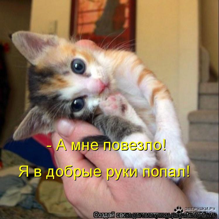 - А мне повезло! Я в добрые руки попал!... Котоматрица: - А мне повезло! Я в добрые руки попал!