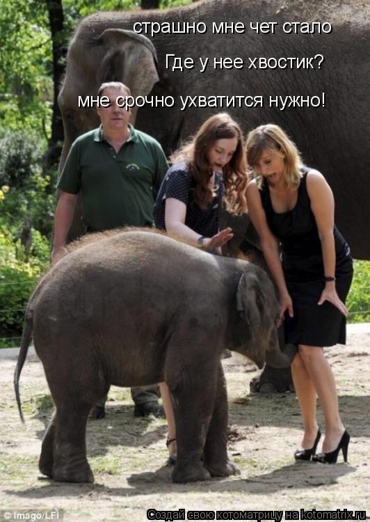 Где у нее хвостик? мне срочно ухватится нужно! страшно мне чет стало... Котоматрица: Где у нее хвостик? мне срочно ухватится нужно! страшно мне чет стало