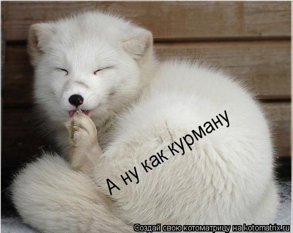 А ну как курману... Котоматрица: А ну как курману