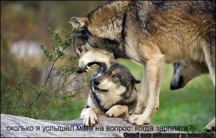 сколько я услышал мата на вопрос: когда зарплата?!...... Котоматрица: сколько я услышал мата на вопрос: когда зарплата?!...