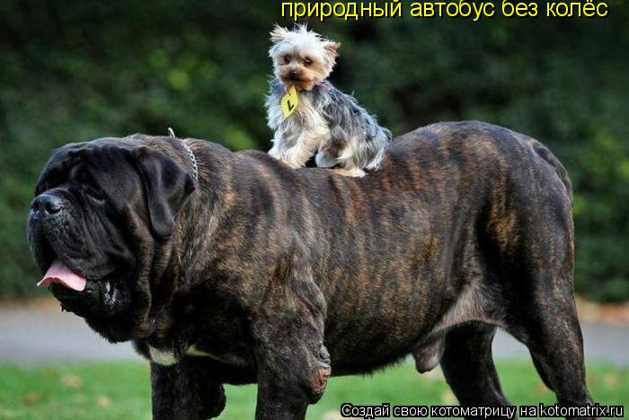 природный автобус без колёс... Котоматрица: природный автобус без колёс