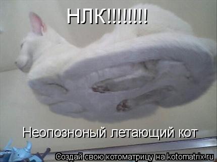 НЛК!!!!!!!! Неопозноный летающий кот... Котоматрица: НЛК!!!!!!!! Неопозноный летающий кот