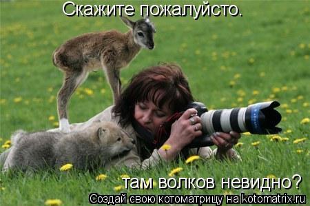 Скажите пожалуйсто. там волков невидно?... Котоматрица: Скажите пожалуйсто. там волков невидно?