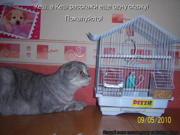 Кеш, а Кеш расскажи ещё одну сказку! Пожалуйсто!... Котоматрица: Кеш, а Кеш расскажи ещё одну сказку! Пожалуйсто!