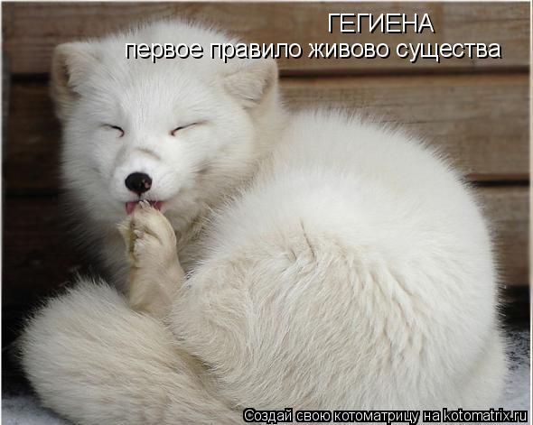 ГЕГИЕНА первое правило живово существа... Котоматрица: ГЕГИЕНА первое правило живово существа