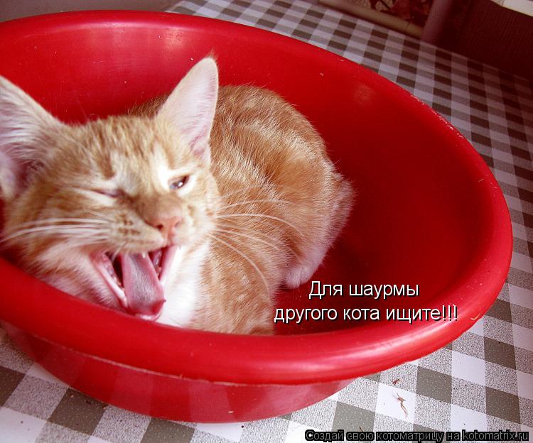Для шаурмы другого кота ищите!!!... Котоматрица: Для шаурмы другого кота ищите!!!