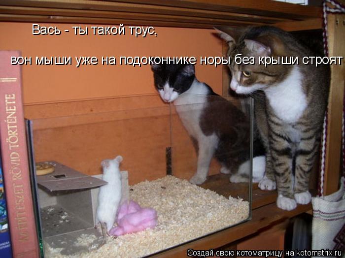 Вась - ты такой трус, вон мыши уже на подоконнике норы без крыши строят... Котоматрица: Вась - ты такой трус, вон мыши уже на подоконнике норы без крыши строят