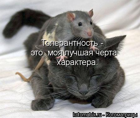 Толерантность - это моя лучшая черта характера.... Котоматрица: Толерантность - это моя лучшая черта характера.
