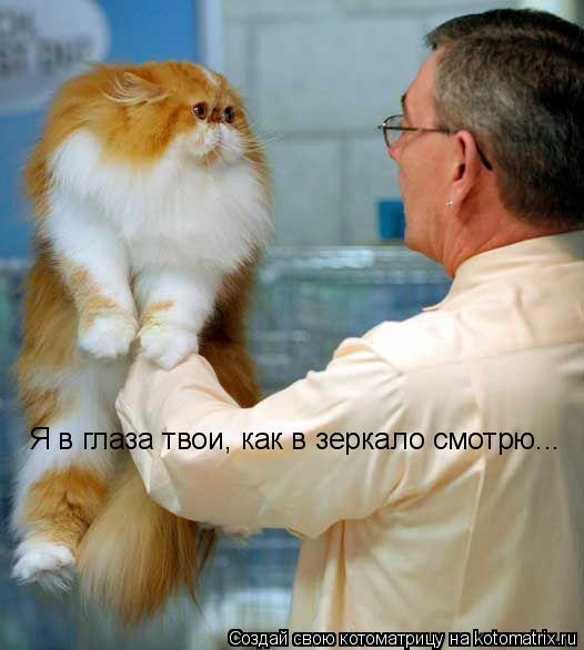 Котоматрица: Я в глаза твои, как в зеркало смотрю...