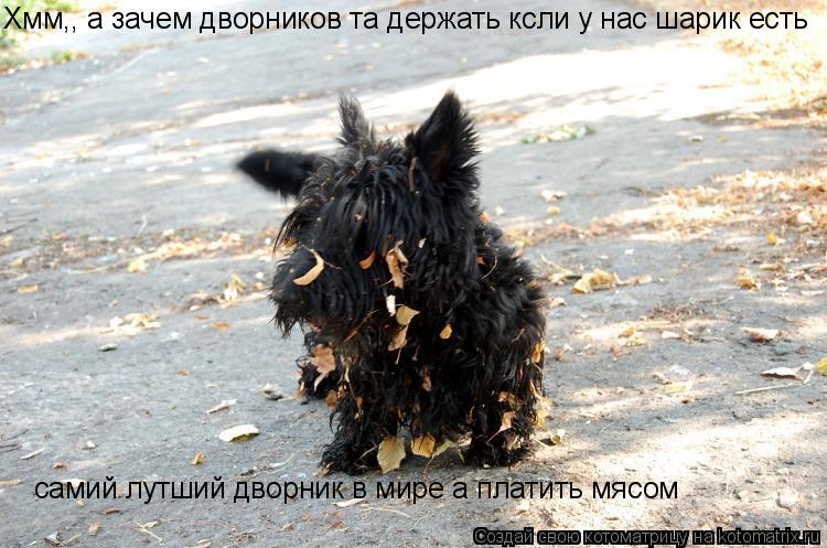 Хмм,, а зачем дворников та держать ксли у нас шарик есть самий лутший дворник в мире а платить мясом... Котоматрица: Хмм,, а зачем дворников та держать ксли у нас шарик есть самий лутший дворник в мире а платить мясом