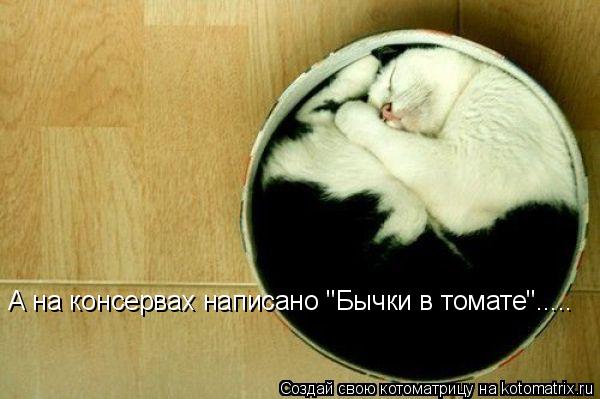 А на консервах написано "Бычки в томате"..... А на консервах написано "Бычки в томате"........ Котоматрица: А на консервах написано "Бычки в томате"..... А на консервах написано "Бычки в томате".....