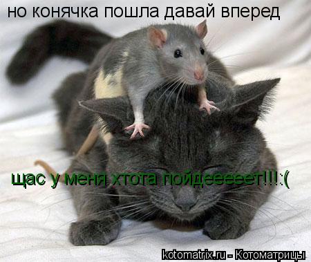 но конячка пошла давай вперед щас у меня хтота пойдееееет!!!:(... Котоматрица: но конячка пошла давай вперед щас у меня хтота пойдееееет!!!:(