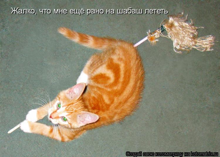 Жалко, что мне ещё рано на шабаш лететь... Котоматрица: Жалко, что мне ещё рано на шабаш лететь