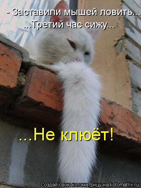 - Заставили мышей ловить... ...Третий час сижу... ...Не клюёт!... Котоматрица: - Заставили мышей ловить... ...Третий час сижу... ...Не клюёт!