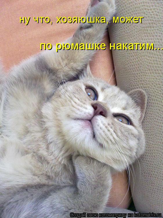 ну что, хозяюшка, может по рюмашке накатим...... Котоматрица: ну что, хозяюшка, может по рюмашке накатим...