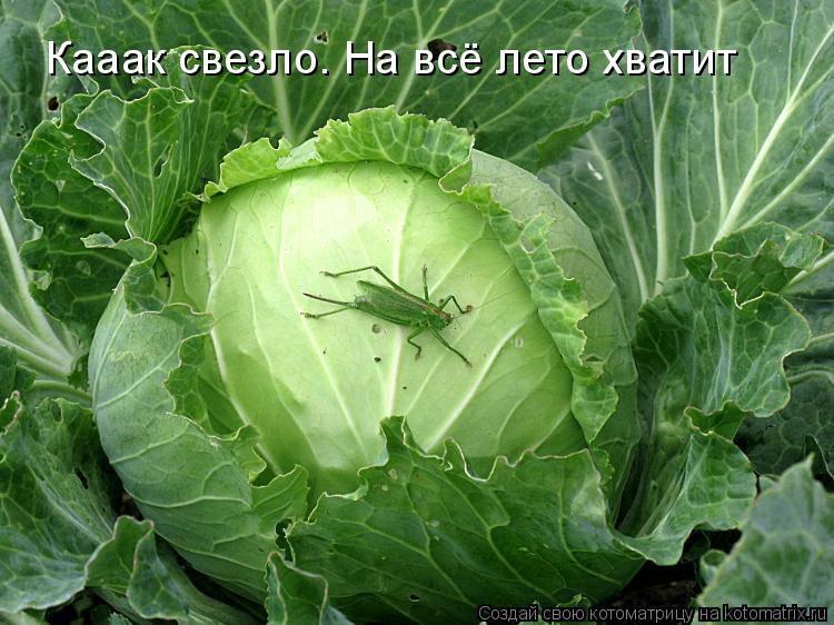 Котоматрица: Кааак свезло. На всё лето хватит