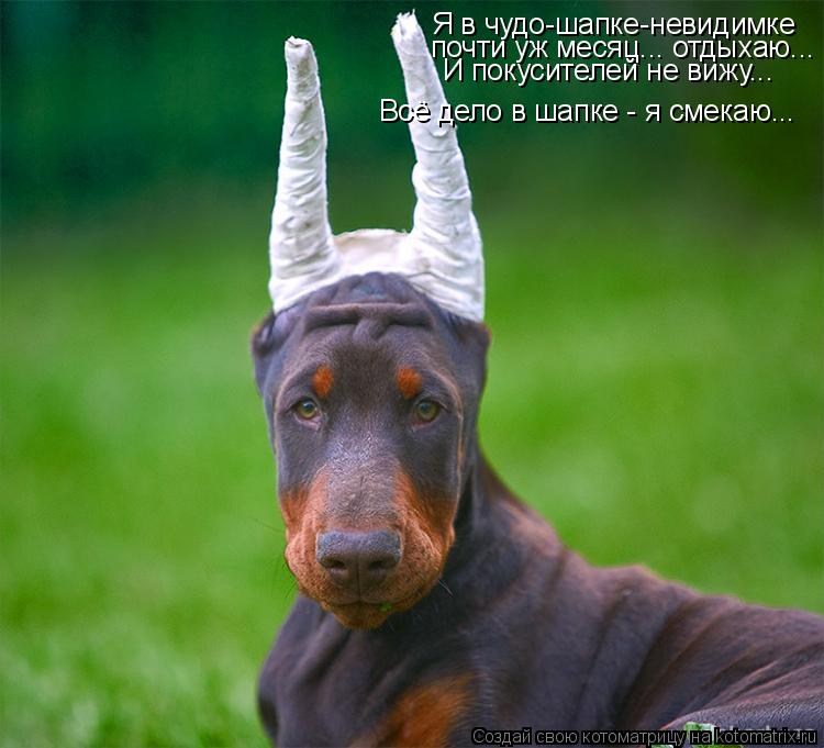Я в чудо-шапке-невидимке почти уж месяц... отдыхаю... И покусителей не вижу... Всё дело в шапке - я с... Котоматрица: Я в чудо-шапке-невидимке почти уж месяц... отдыхаю... И покусителей не вижу... Всё дело в шапке - я смекаю...