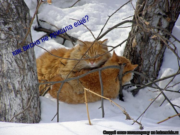 как висна не пришла ещё?... Котоматрица: как висна не пришла ещё?