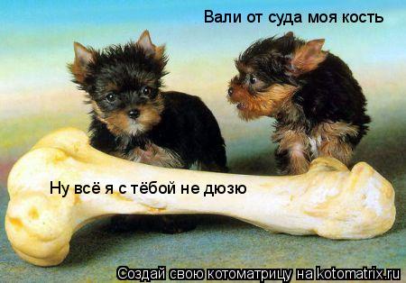 Вали от суда моя кость Ну всё я с тёбой не дюзю... Котоматрица: Вали от суда моя кость Ну всё я с тёбой не дюзю